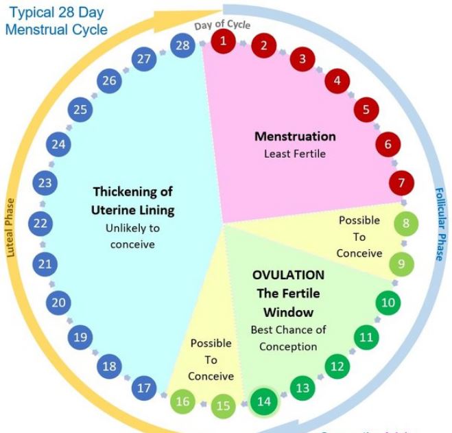 How many days after your period can you get Pregnant